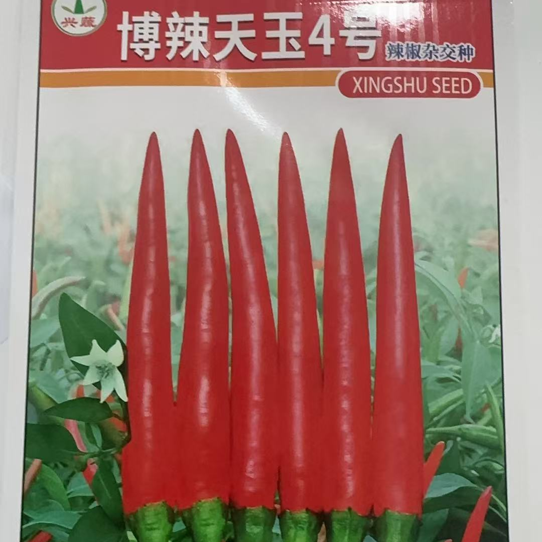 博辣天玉4号辣椒种子 果实硬度好,青果绿色适宜鲜食和剁制加工