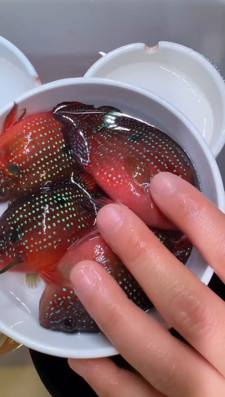 红宝石鱼2对红宝石