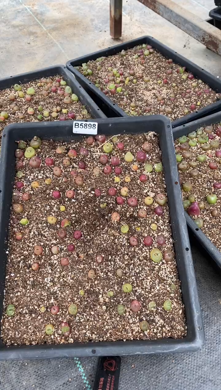 5898脱土直播一物一拍