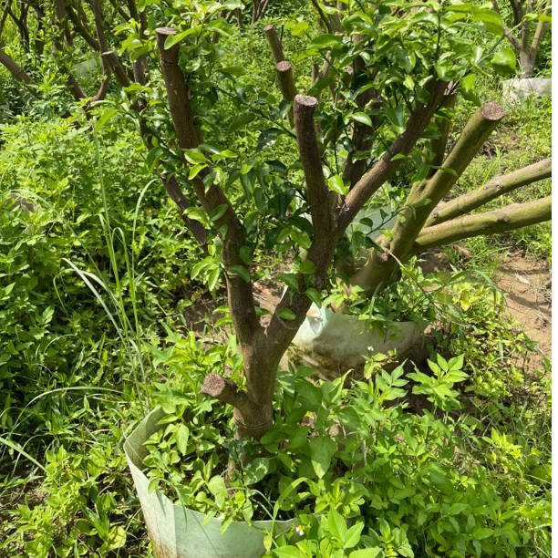 沙塘沃甘老桩熟桩盆栽素材一物一拍