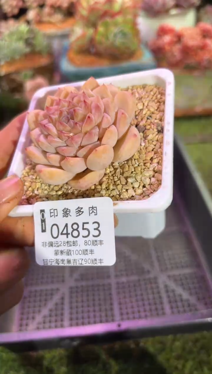 【闪购商品】04853