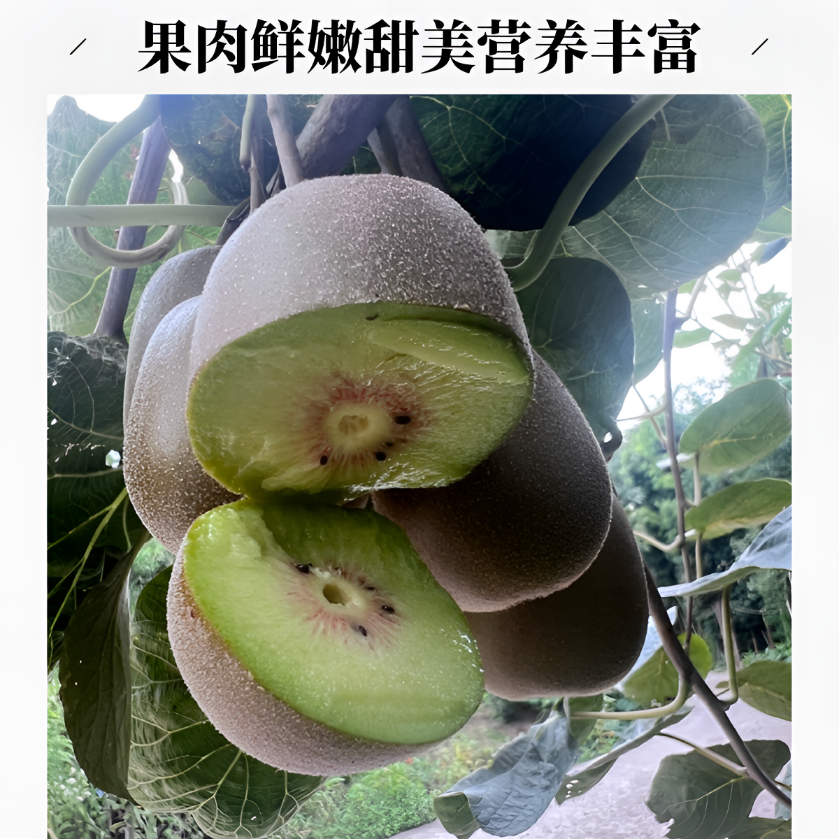 四川乐山花山顶红心猕猴桃新鲜美味口感佳