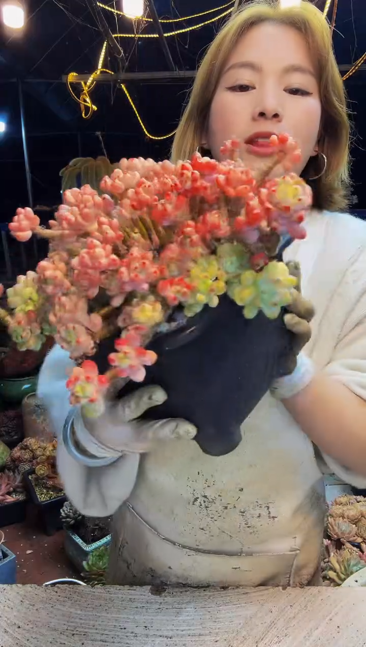 58号一物一拍脱土包邮