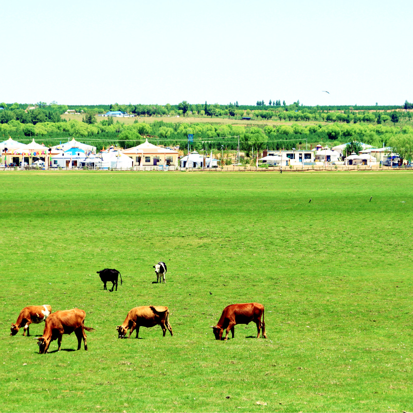 内蒙古工厂牛羊肉专属定制链接