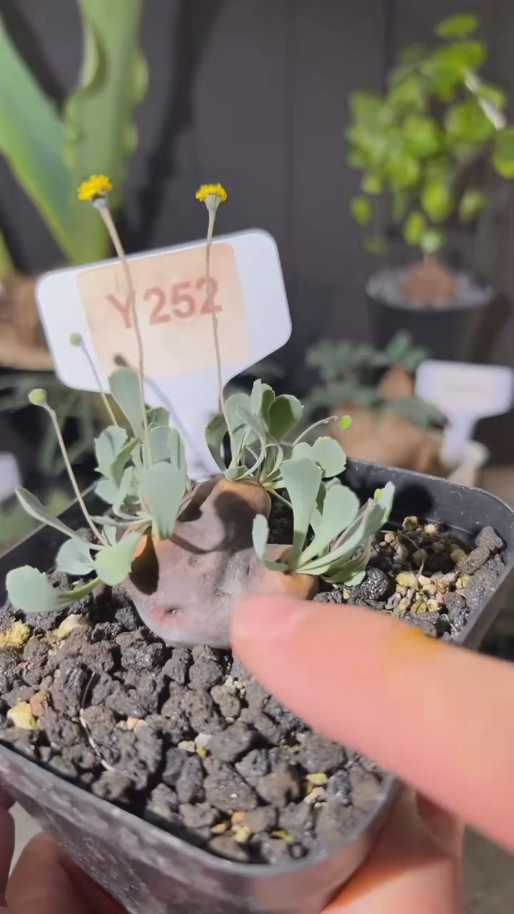 【闪购商品】格加Y252