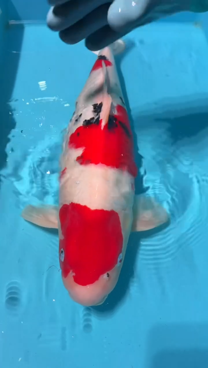 锦鲤莫*?大正 61cm