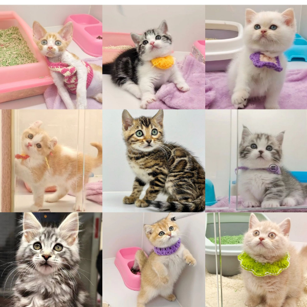 贵阳二十年宠物梦工厂温顺友好可爱的猫咪奔向你女孩儿礼物