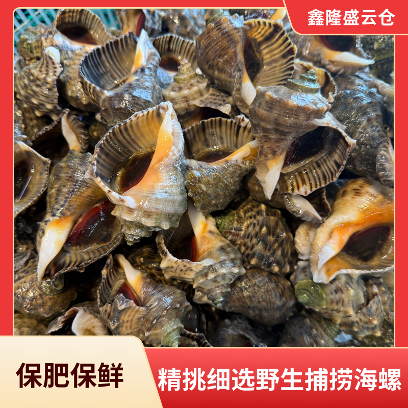 渤海湾海螺新鲜鲜活发货 保鲜不保活【顺丰发货】