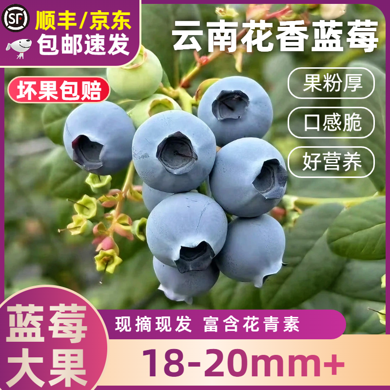 T1【顺丰京东】18mm云南花香蓝莓脆甜蓝莓大果新鲜采摘蓝莓特大果