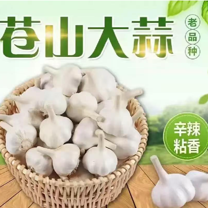 苍山大蒜四六瓣干蒜头