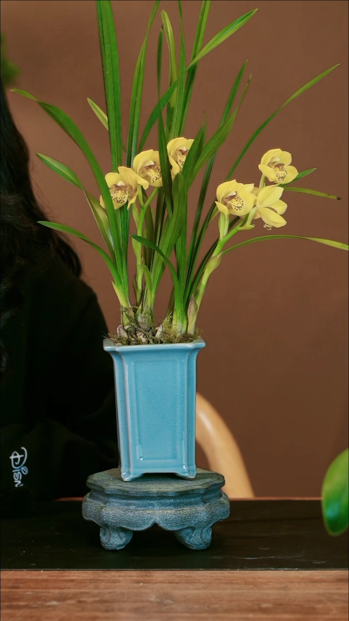 【闪购商品】盆景黄玉