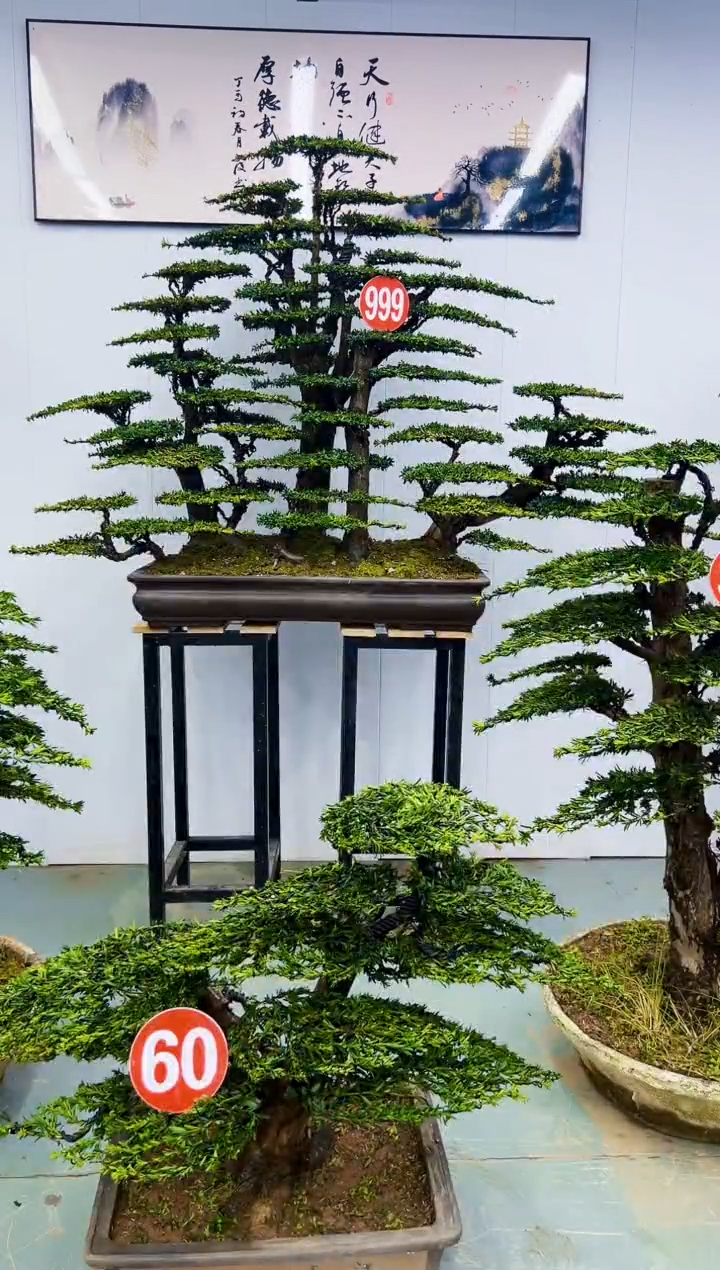 无花朵微**笑000000000