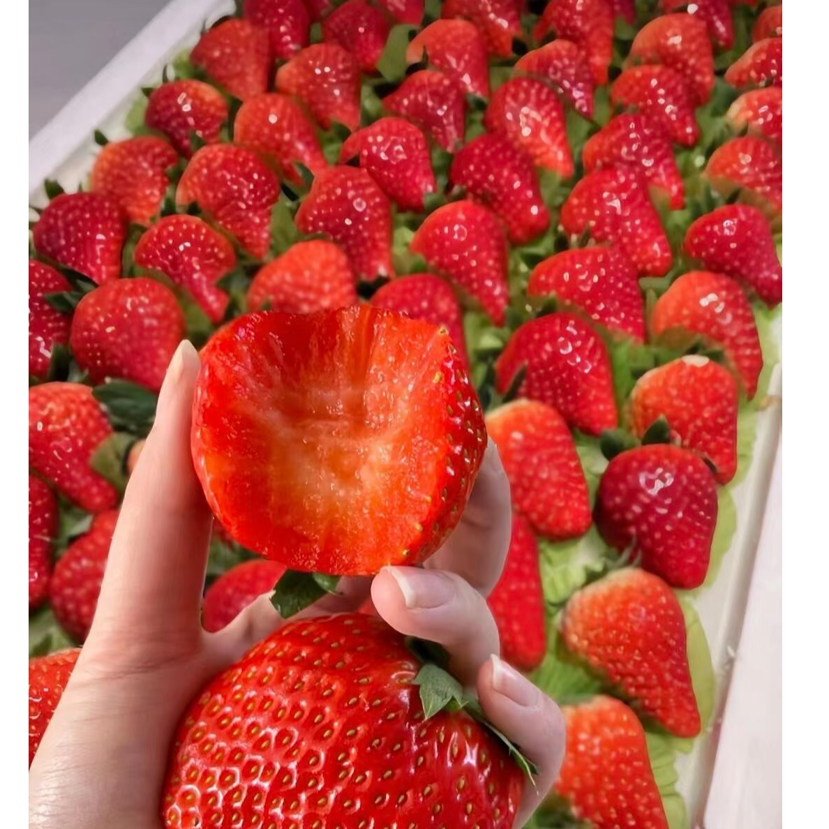 【3盒】丹东九九草莓酥酥甜甜8甜1酸1奶香丹东九九草莓同城骑手送货上楼