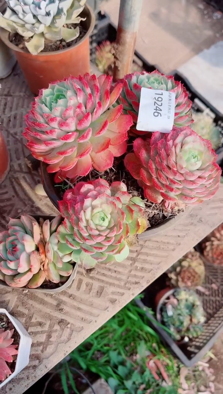 潜**妹跃跃精品多肉19246