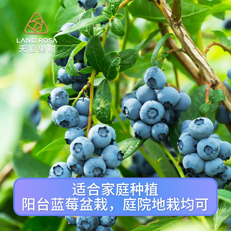 天狼果树大蓝莓树苗耐寒果树苗早熟纯甜蓝莓苗阳台盆栽庭院种植