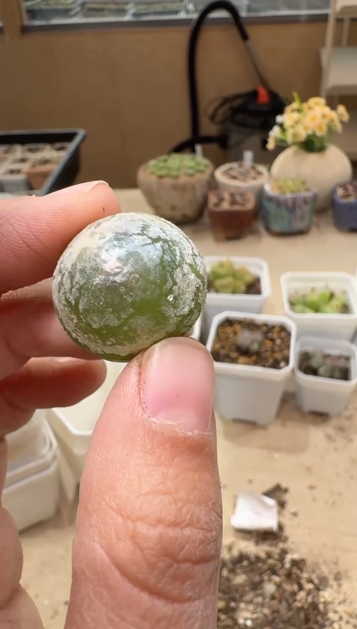 多肉植物肉锥3-298
