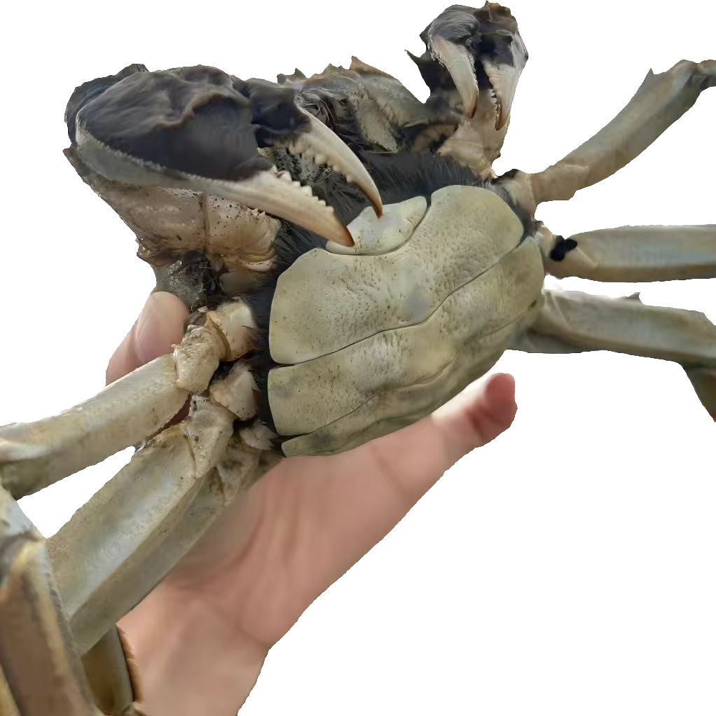 【活蟹现发】全母蟹4.0-3.7两8只10只青H