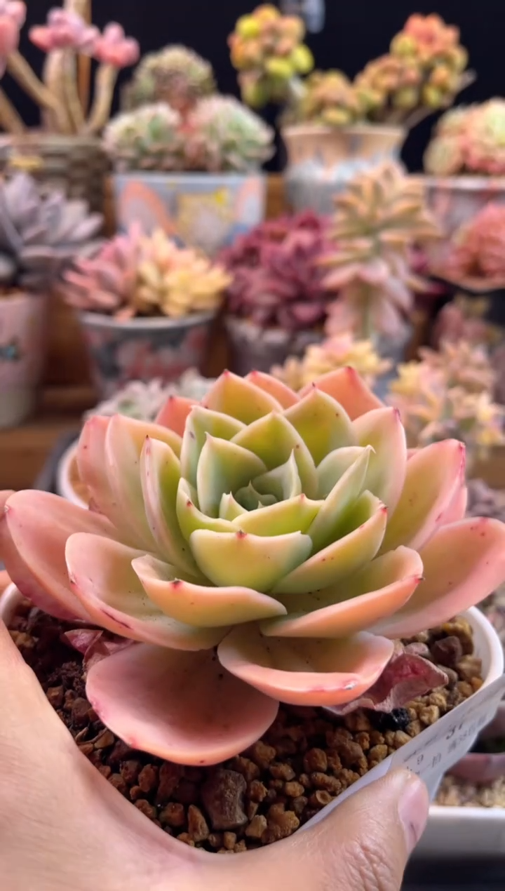 【闪购商品】2.9-37白雪公主