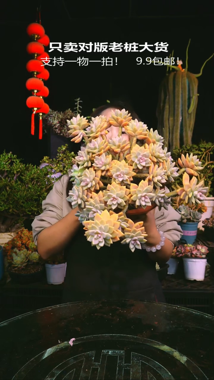 16号紫雾一物一拍