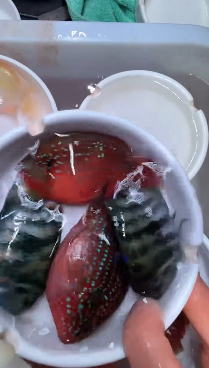 鹦鹉鱼宝蓝一对红宝石一对慢龙一条