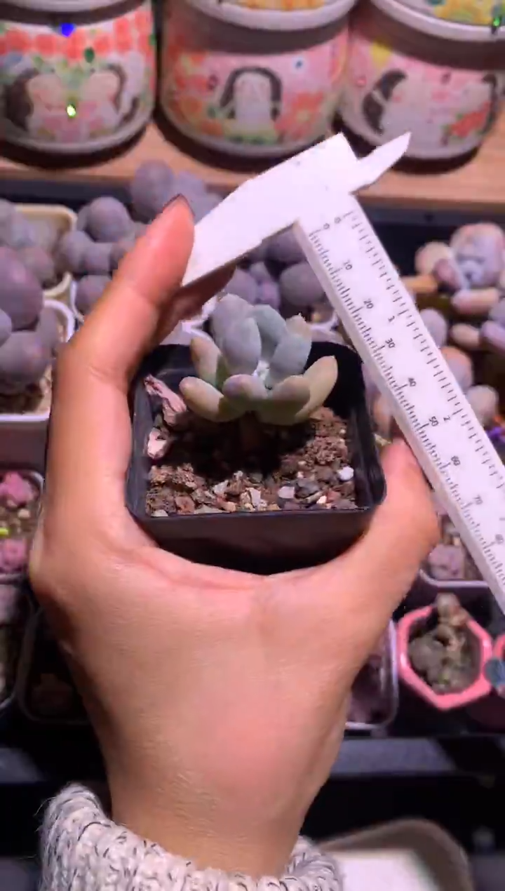 加菲猫奶酪，满28包邮不满发一个叶片到付