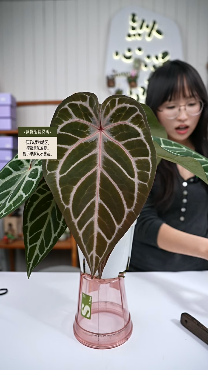 完全开放Y89 女团杂