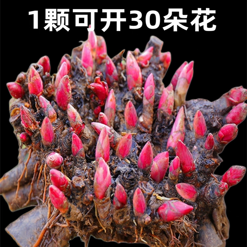 正宗芍药种苗重瓣芍药花苗根块大花多年生耐寒阳台庭院花卉盆栽花