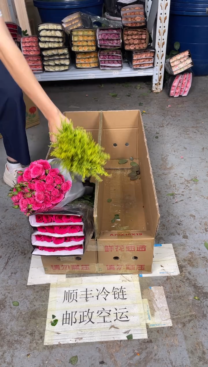 佛洛依德4扎+苏菲1扎+黄莺
