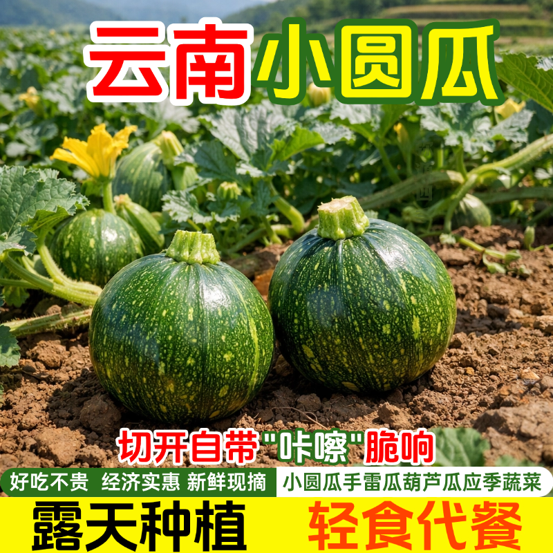云南菜地现摘直发小圆瓜煲汤比鸡汤还甜非常适合老人小孩小宝宝吃