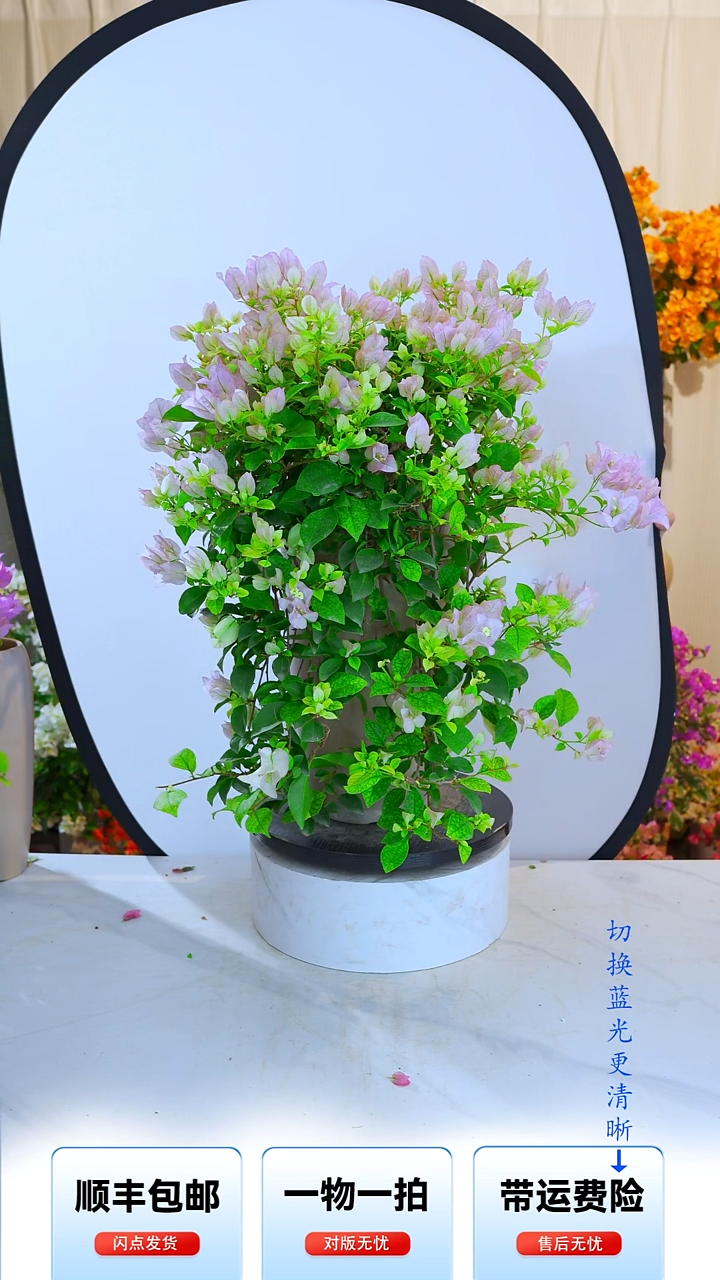 大部分开放少量花苞闽**姐丽娜