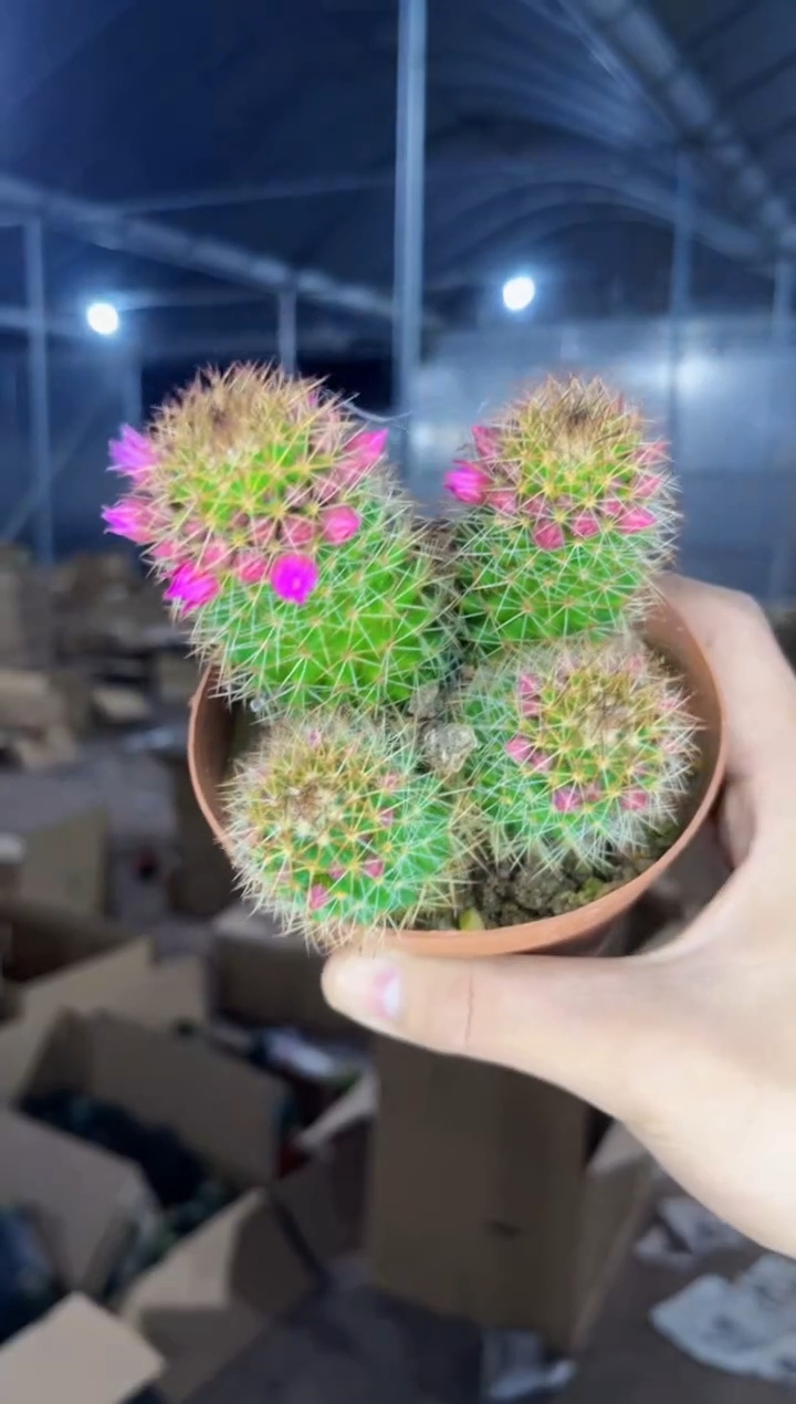 【闪购商品】多头 红花锦丸