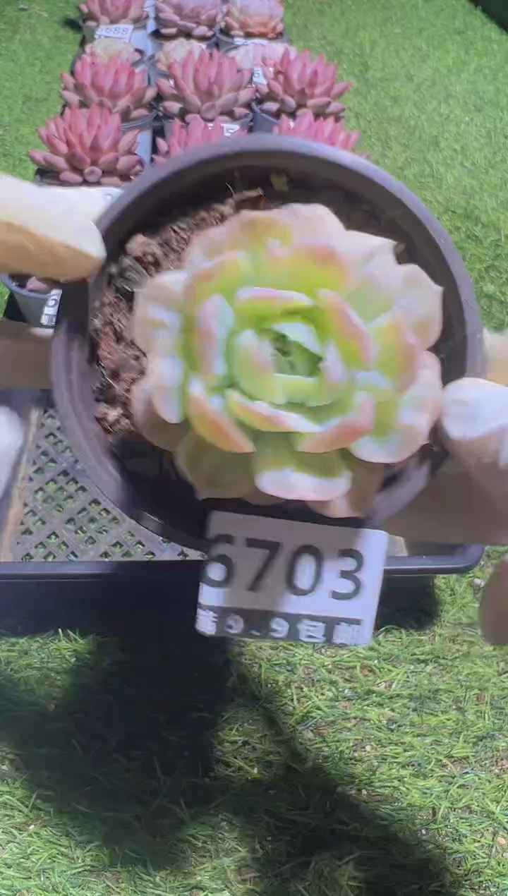 【闪购商品】信福多肉一物一拍