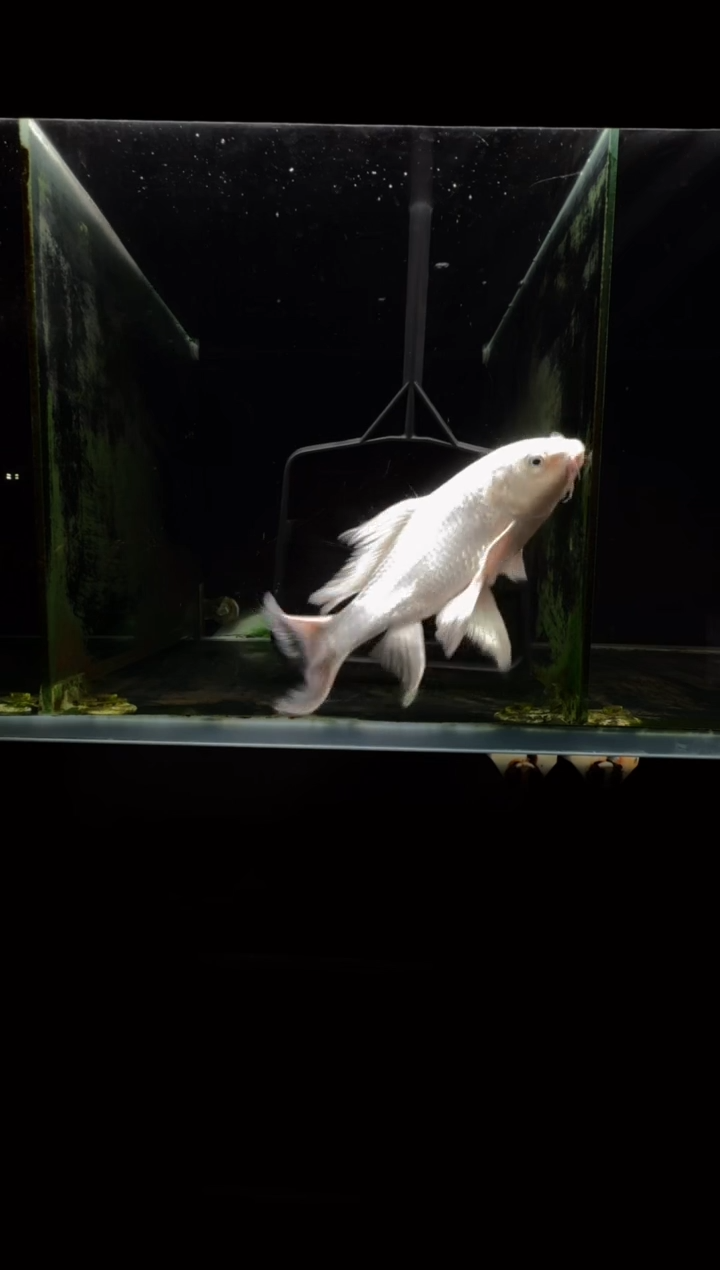 蝴蝶鲤鱼鲁***馆白蝴蝶鲤