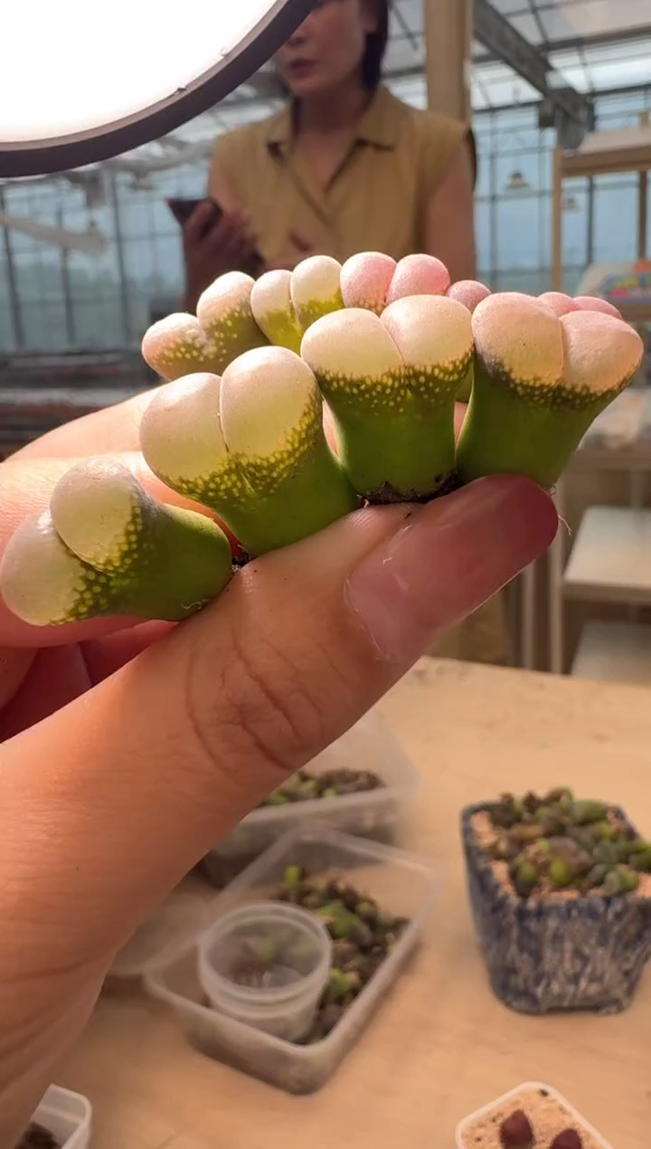 27-59多肉植物肉锥