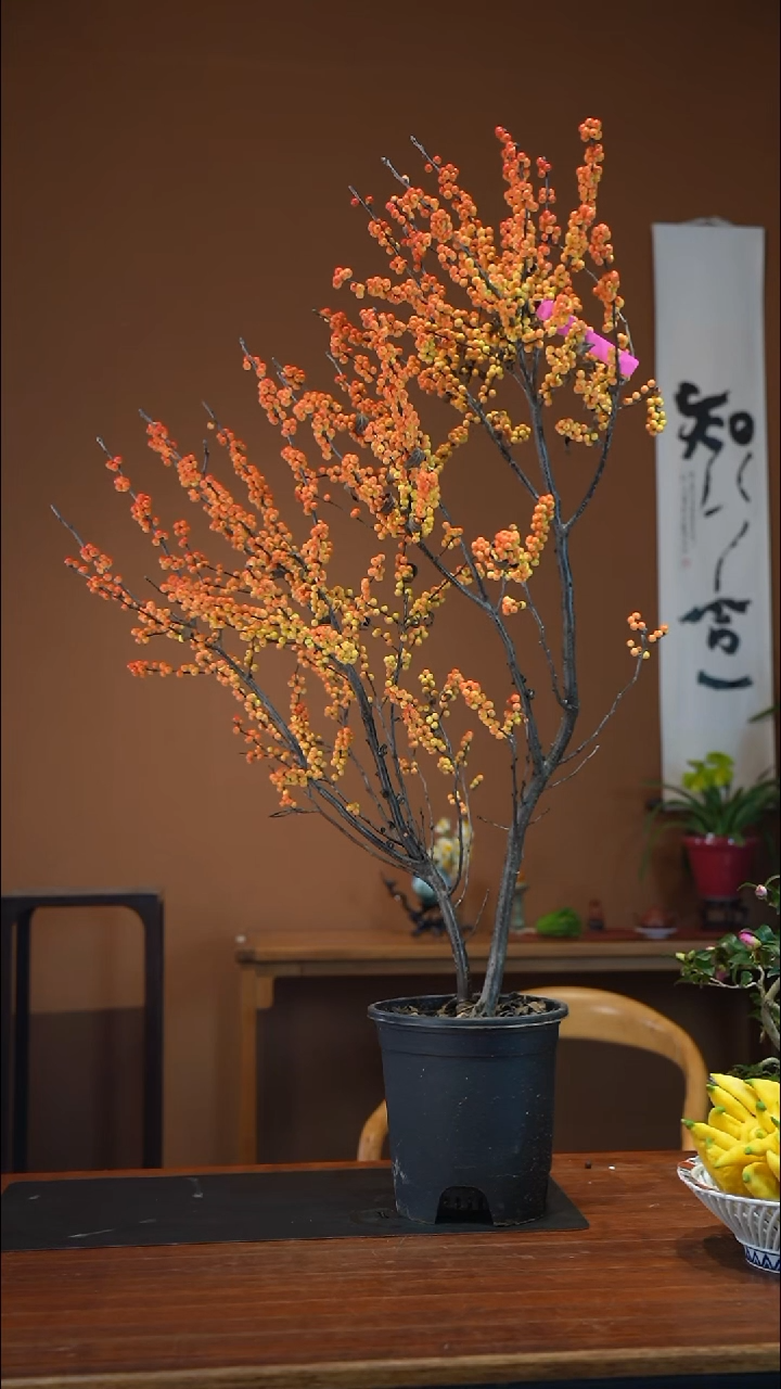 全部花朵S****颜梦幻奇迹盆景盆景盆景