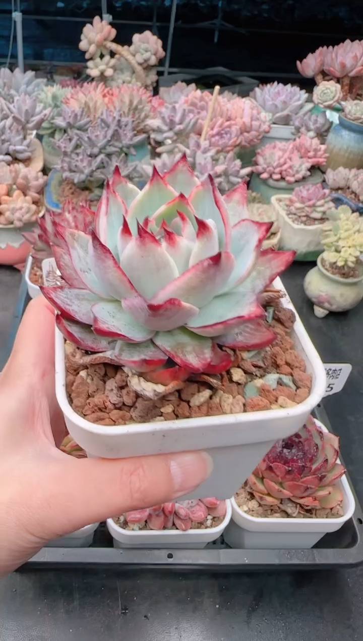 【闪购商品】7397.