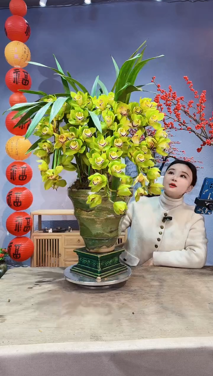 【闪购商品】盆景大花蕙兰 玉观音