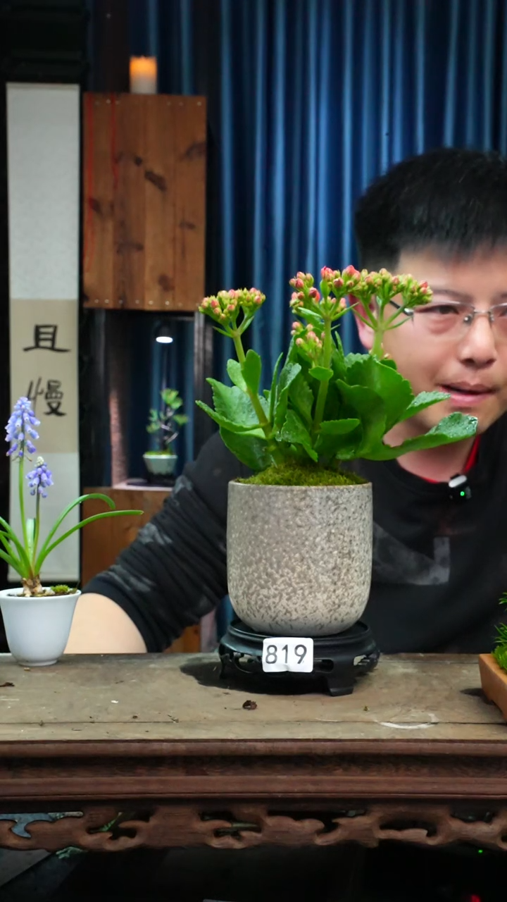 【闪购商品】苔藓微景观819号