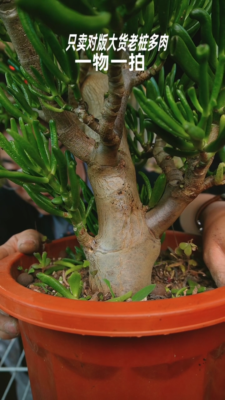 【闪购商品】超大吸财树666号