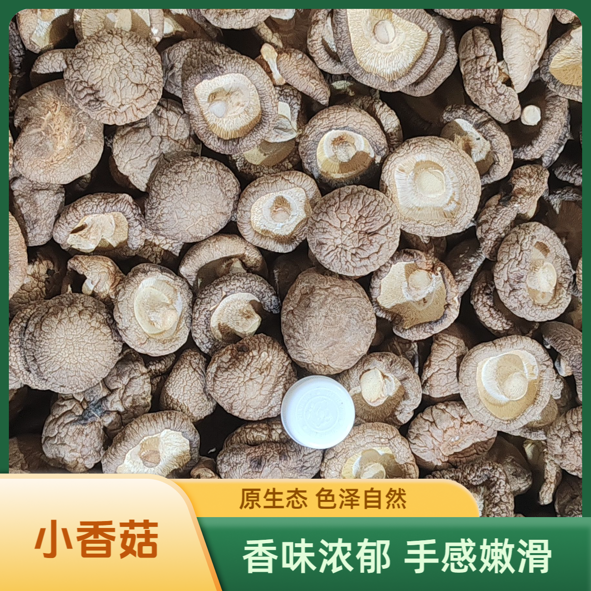 【小香菇】东北长白山小香菇金钱菇原生态健康食品