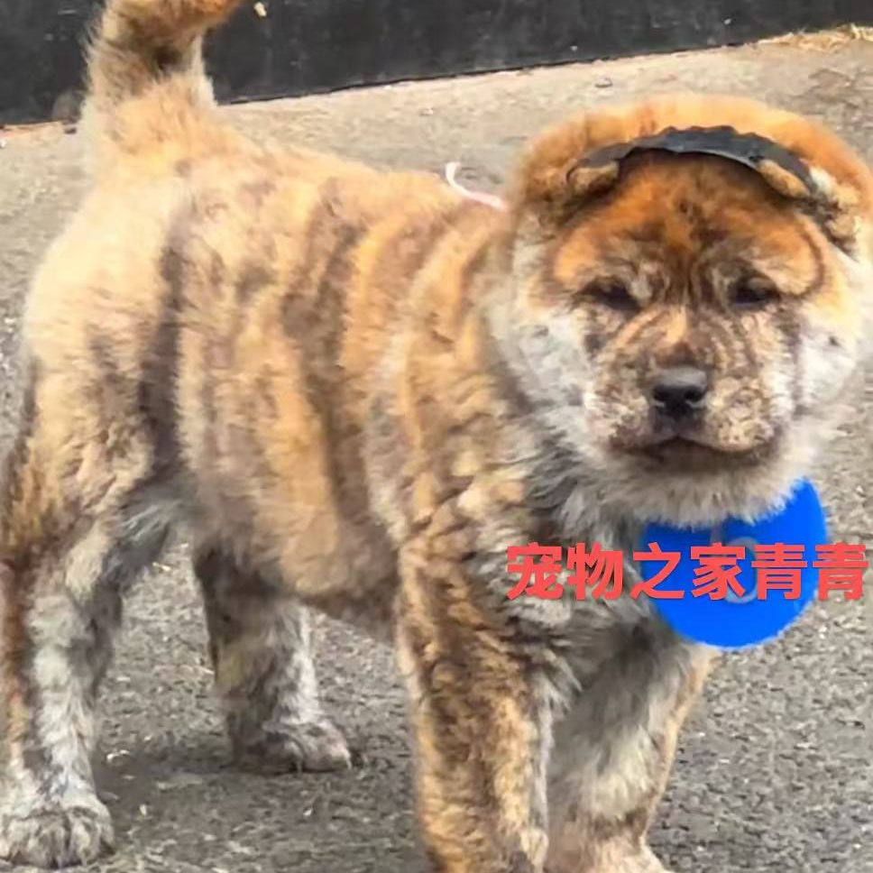 小婷中华田园犬五黑犬