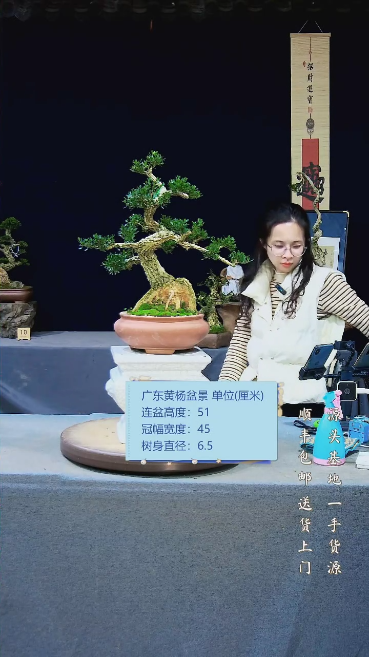 【闪购商品】雀舌黄杨盆景雀舌黄杨盆景