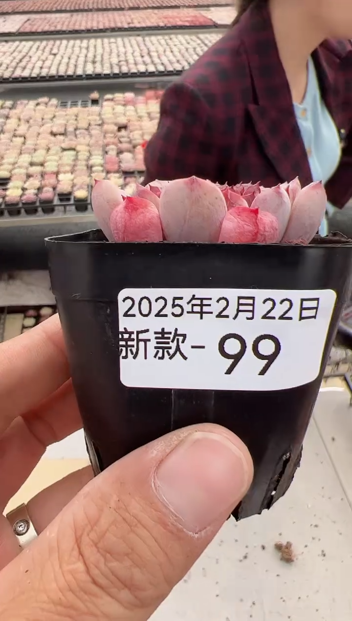 【闪购商品】新款多肉-99