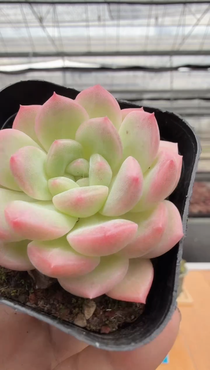 东云多肉园二店-237