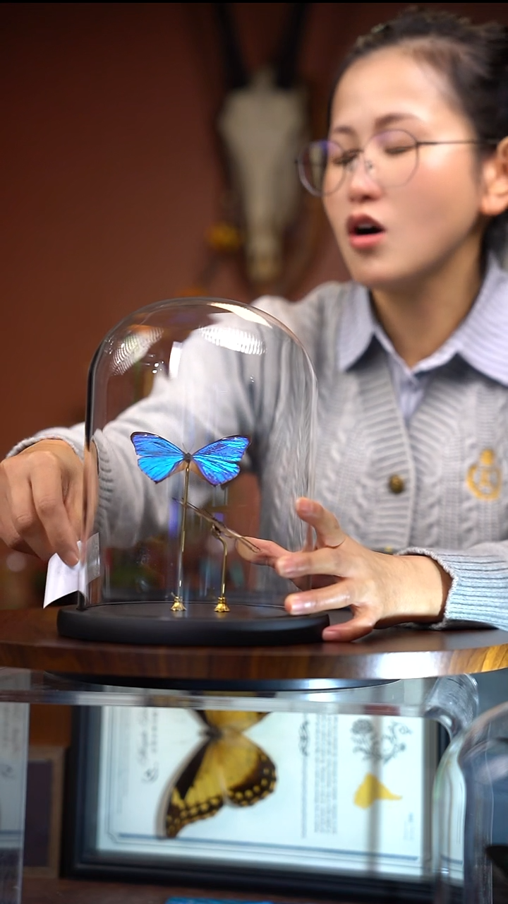 N127   西风 与小蓝闪组合玻璃罩款