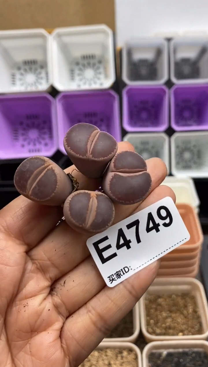 4749直播一物一拍