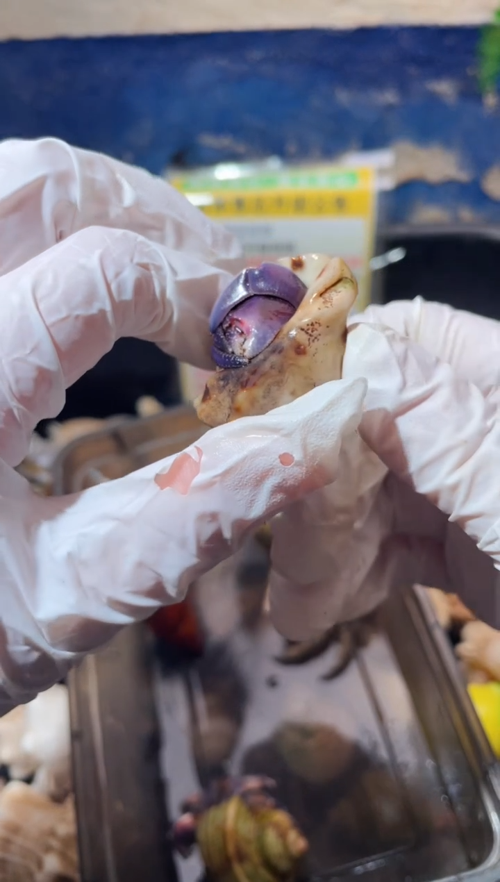 嗷*蜗居异宠寄居蟹0065