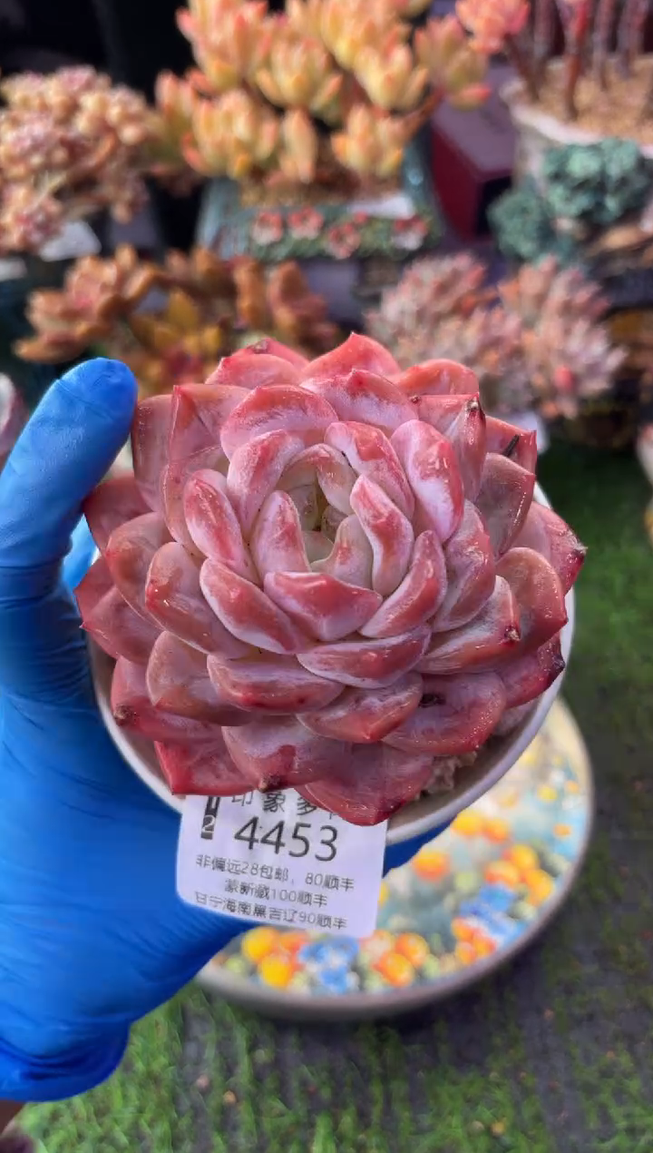 昆明印象多肉4453