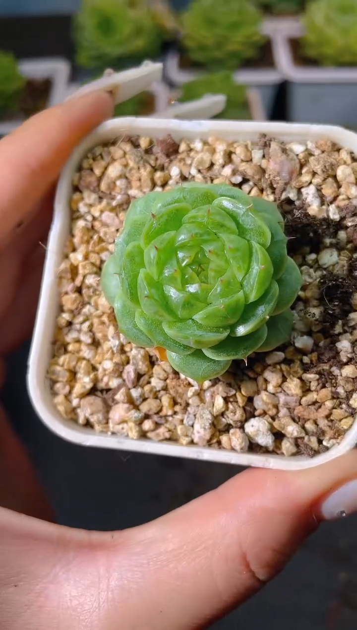 088珍妮一物一拍