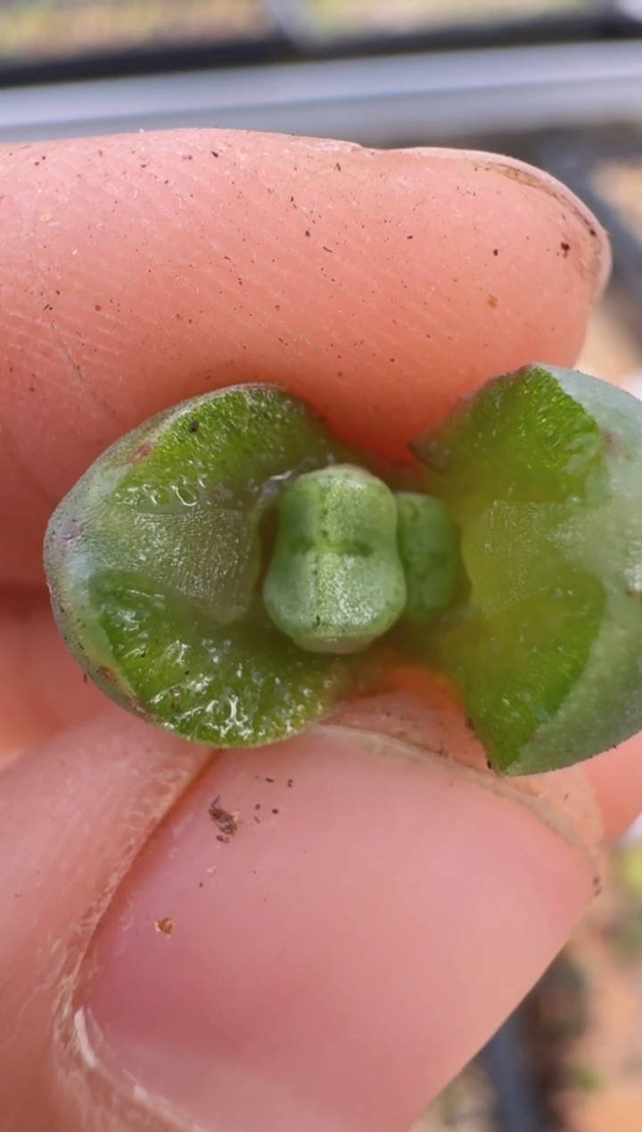 【闪购商品】9--68